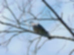 Columba palumbus