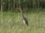 Ardea purpurea