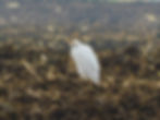 Bulbucus ibis