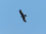 Milvus migrans