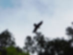 Corvus corax