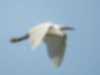 Egretta garzetta
