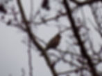 Fringilla coelebs