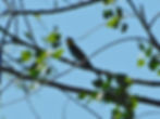 Merops apiaster