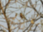 Fringilla coelebs