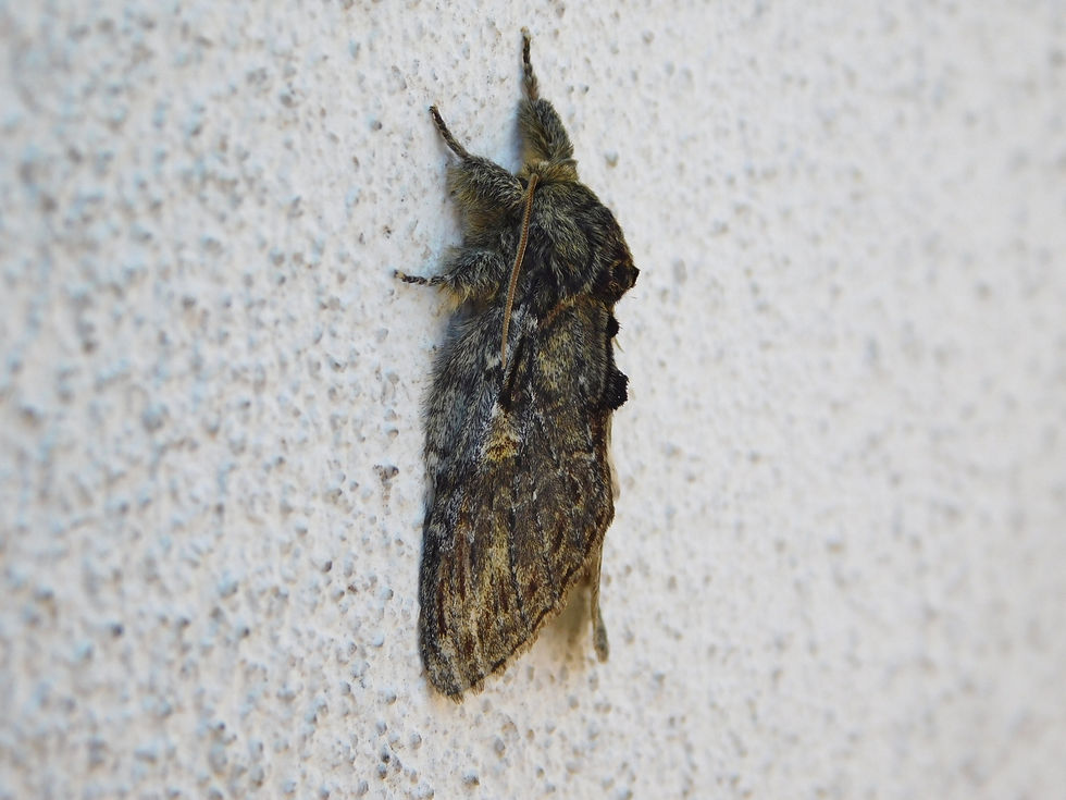 Peridea anceps
