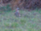 Garrulus glandarius