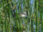 Fulica atra