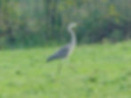 Ardea cinerea