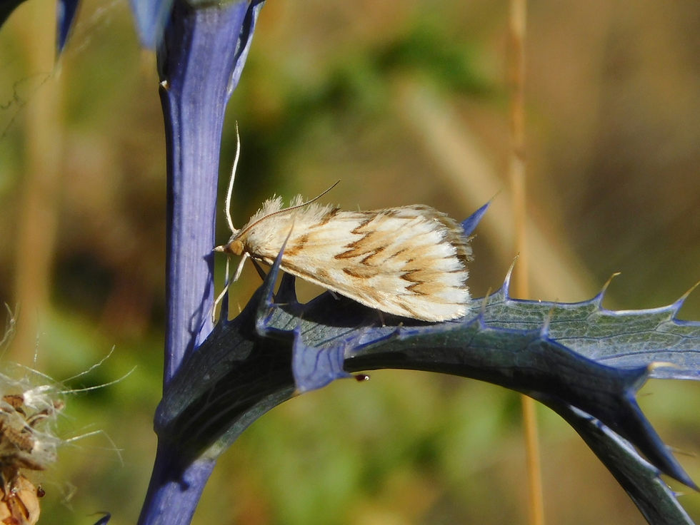 Cynaeda dentalis