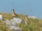 Charadrius morinellus