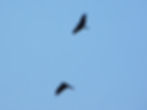 Milvus migrans