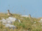 Charadrius morinellus