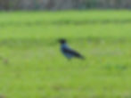 Corvus cornix