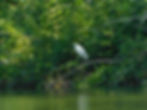 Egretta garzetta
