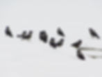 Corvus cornix