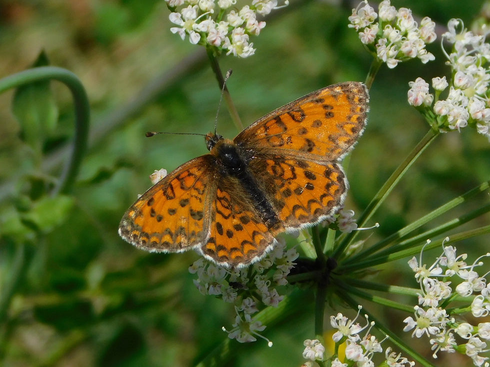 Melitaea trivia
