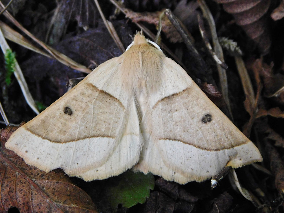 Crocallis elinguaria