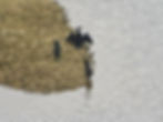 Phalacrocorax carbo