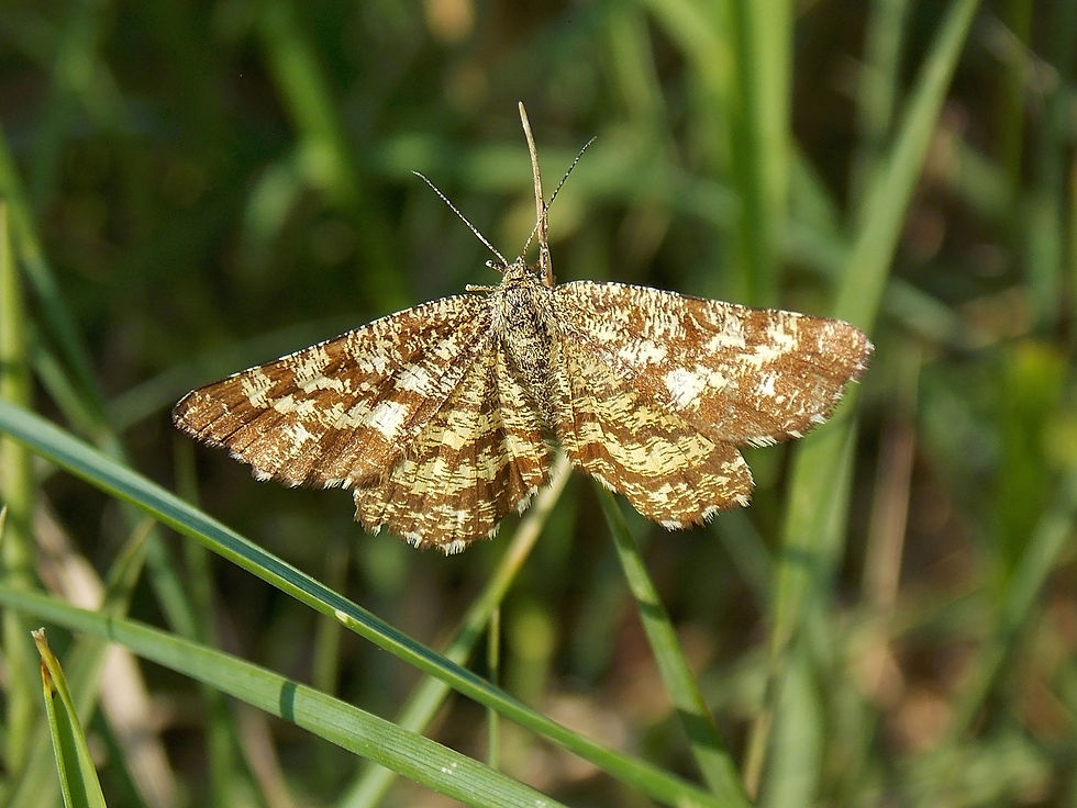 Ematurga atomaria ♀