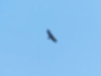 Aquila chrysaetos