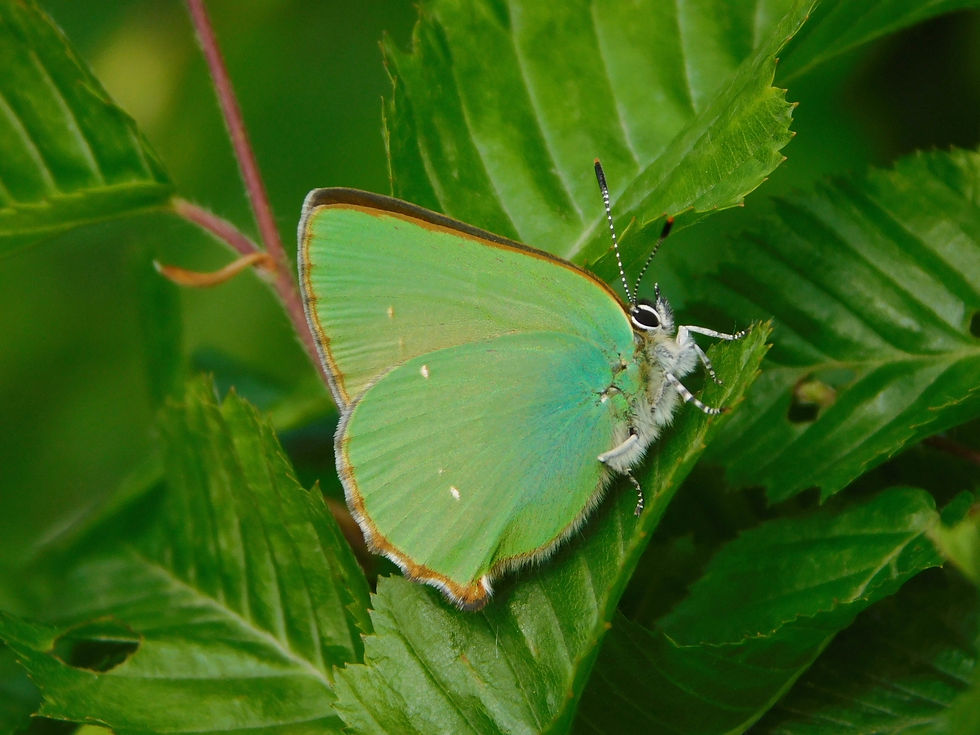 Callophrys rubi