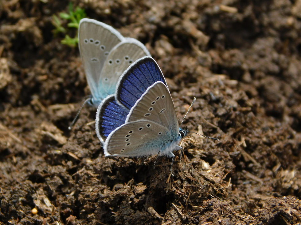 Cyaniris semiargus