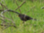 Turdus merula
