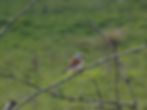 Lanius collurio