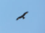 Milvus migrans