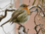 Erithacus rubecula