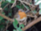Erithacus rubecula