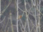 Fringilla coelebs