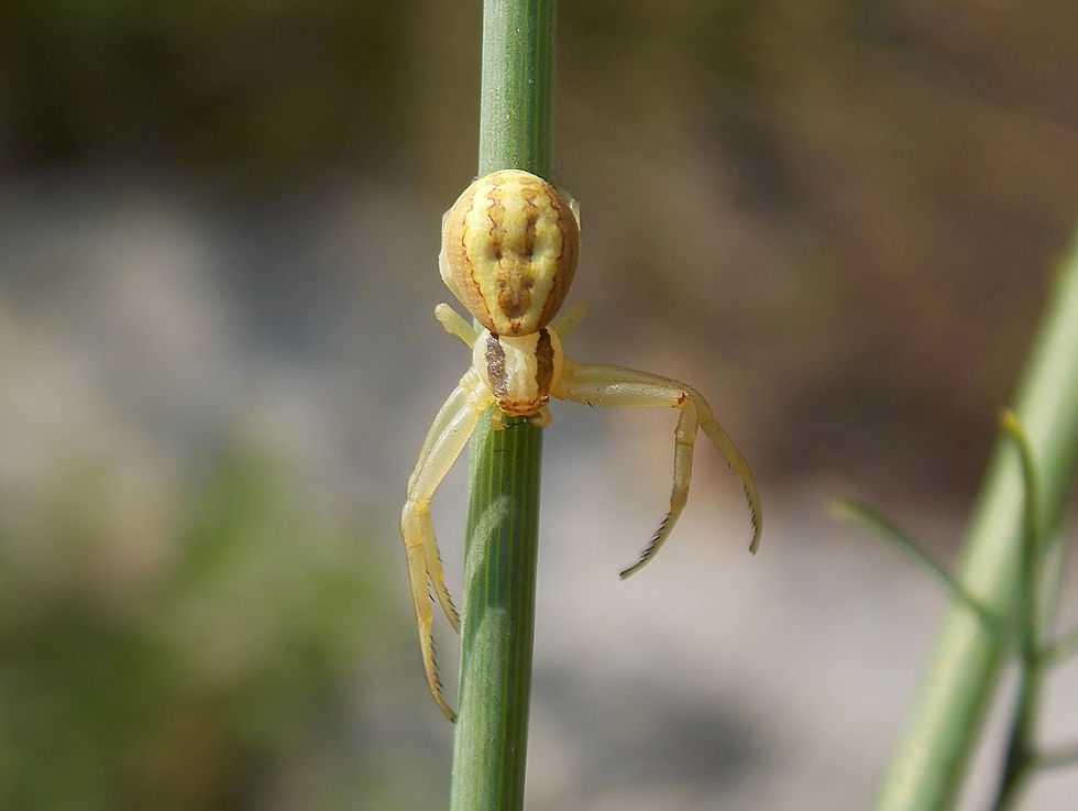 Runcinia grammica