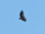 Gyps fulvus