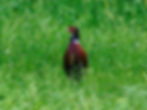 Phasianus colchicus