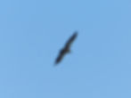 Gyps fulvus
