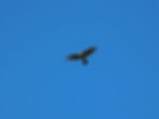 Accipiter nisus