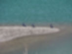 Phalacrocorax carbo