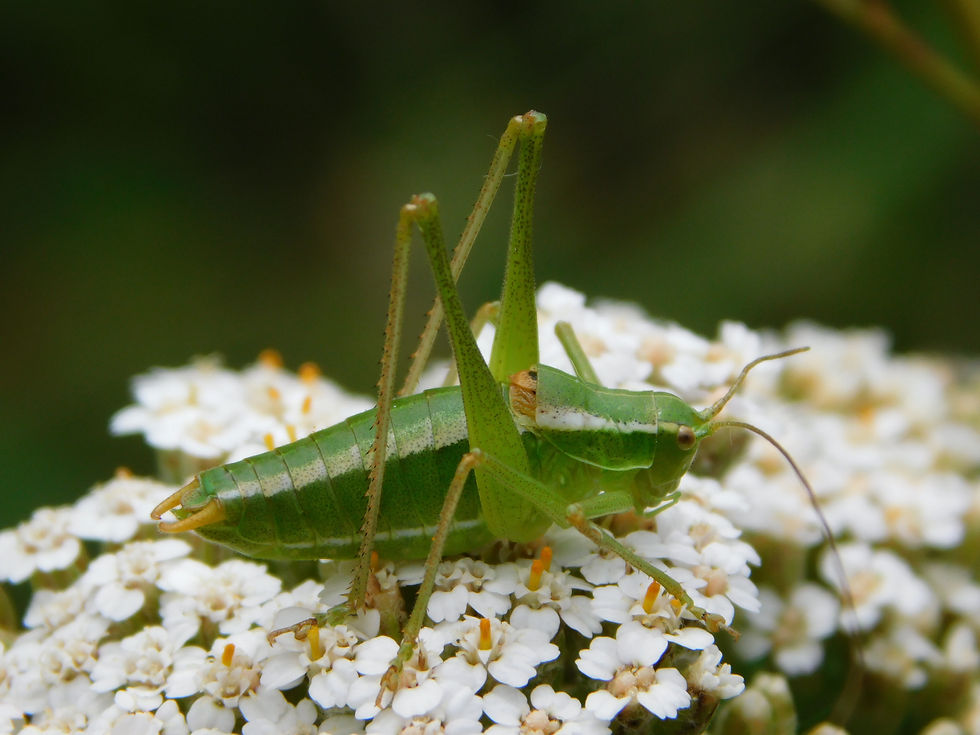 Poecilimon jonicus subsp. superbus ♂