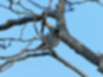 Phoenicurus ochruros