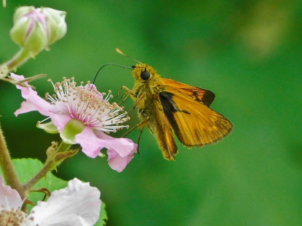 Ochlodes sylvanus