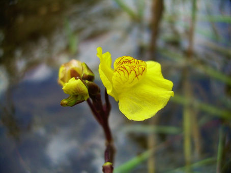 Appunti di floristica: Utricularia australis R.Br. (Lentibulariaceae).