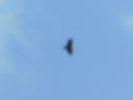 Aquila chrysaetos