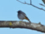 Phoenicurus ochruros
