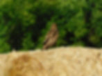 Buteo buteo