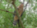Accipiter gentilis
