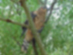 Accipiter gentilis