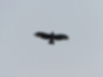 Circaetus gallicus