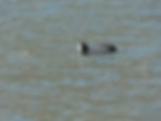 Fulica atra